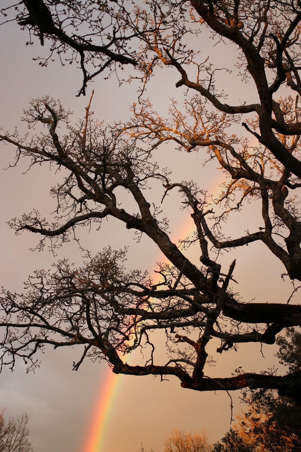 Arcobaleno sugli alberi del Domaine de la Blaque
