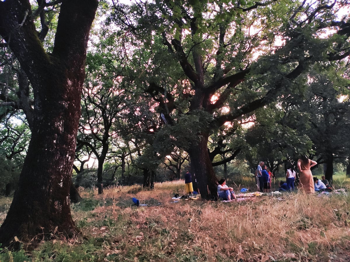 Bain de forêt - Connexion avec la nature en Provence